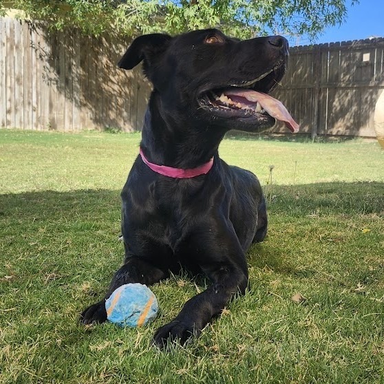 Hera, an adoptable Labrador Retriever in El Paso, TX, 79906 | Photo Image 5