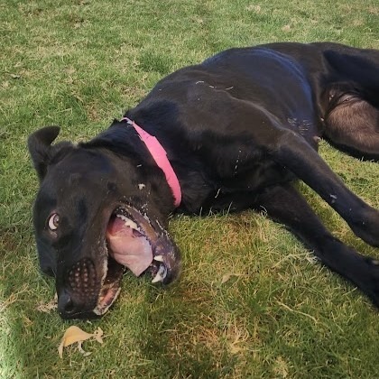 Hera, an adoptable Labrador Retriever in El Paso, TX, 79906 | Photo Image 6