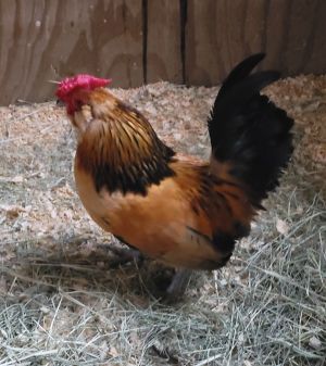 Chicken for adoption - Archibald, a Chicken Mix in Houston, TX | Petfinder