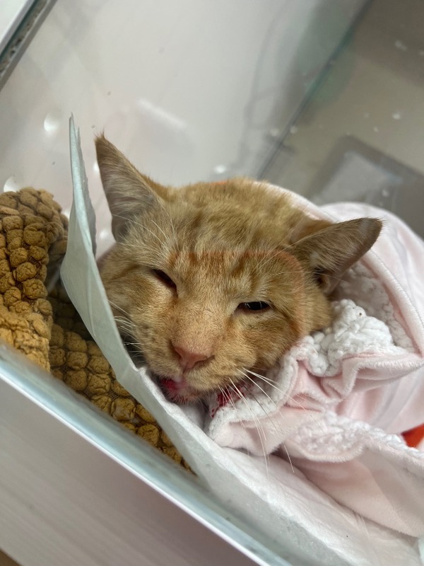 Felix Feline, an adoptable Domestic Short Hair in Mobile, AL, 36604 | Photo Image 1