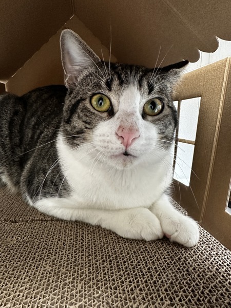 Rufus
