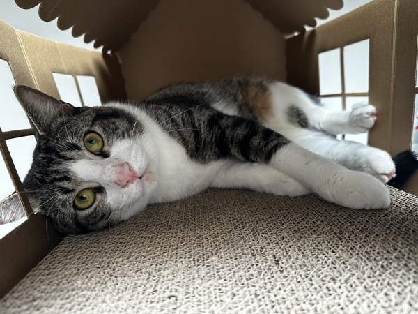 Rufus