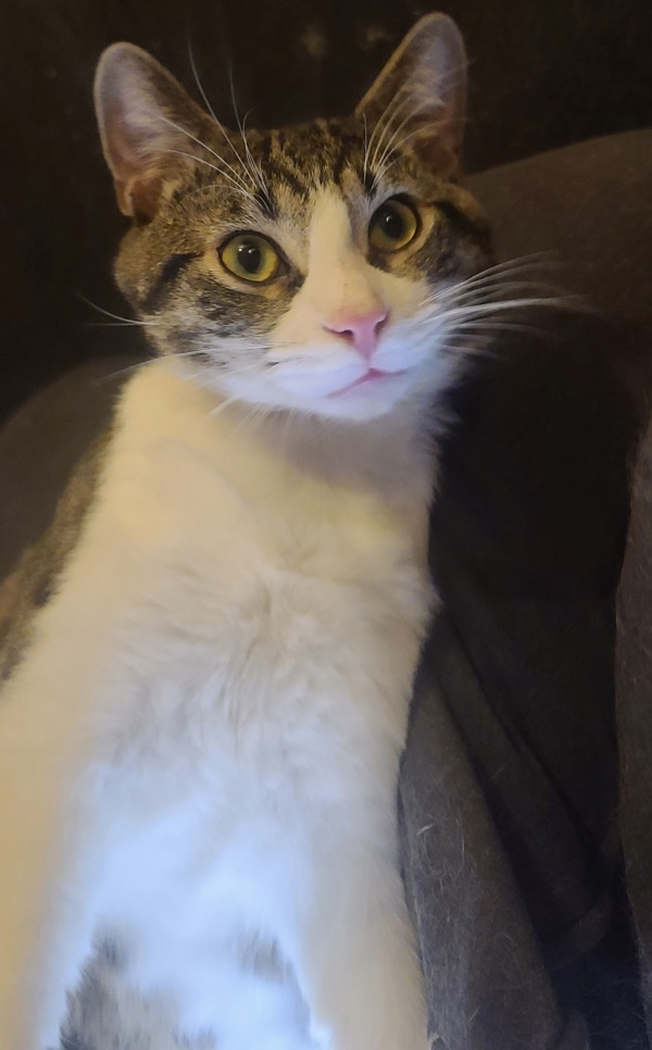 Junior