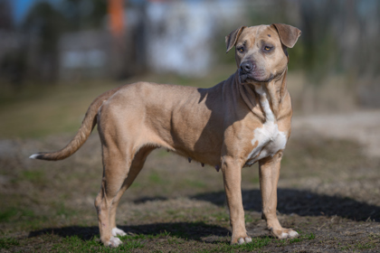 Nyla