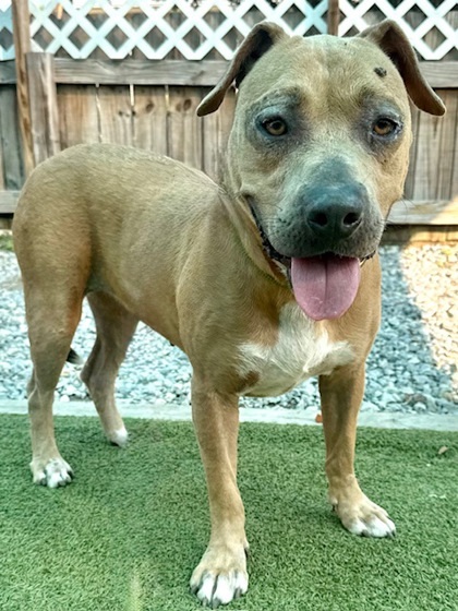 Nyla