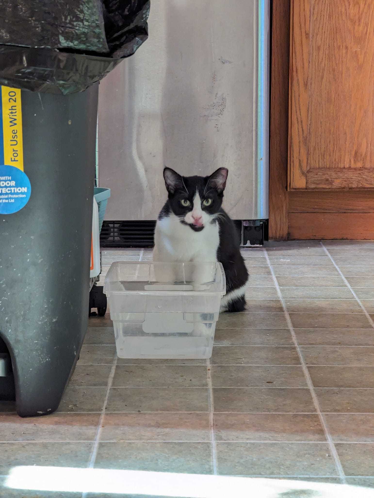 Kieran - Considering Barn Placement, an adoptable Manx, Domestic Short Hair in Cleburne, TX, 76033 | Photo Image 2