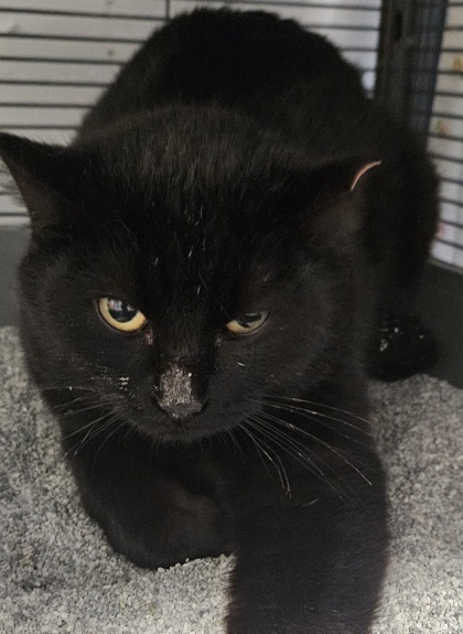 Tagalong, an adoptable Domestic Short Hair in Pendleton, OR, 97801 | Photo Image 1