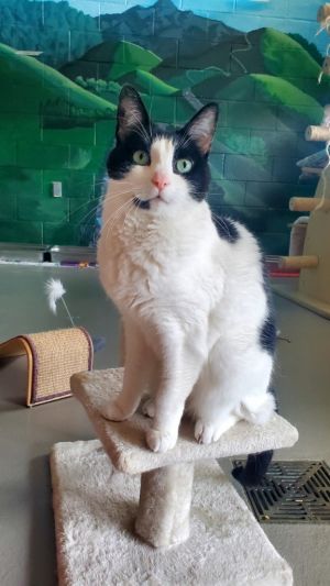 Ivy, Senior Female Domestic Short Hair