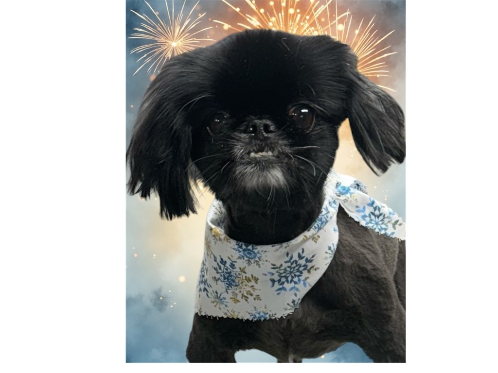 Cricket / Doc, an adoptable Pekingese in Crossville, TN, 38557 | Photo Image 1