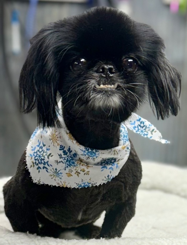 Cricket / Doc, an adoptable Pekingese in Crossville, TN, 38557 | Photo Image 3