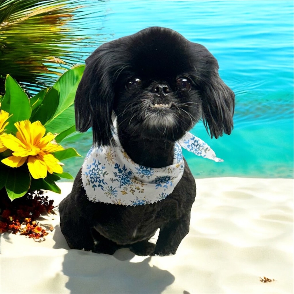 Cricket / Doc, an adoptable Pekingese in Crossville, TN, 38557 | Photo Image 5