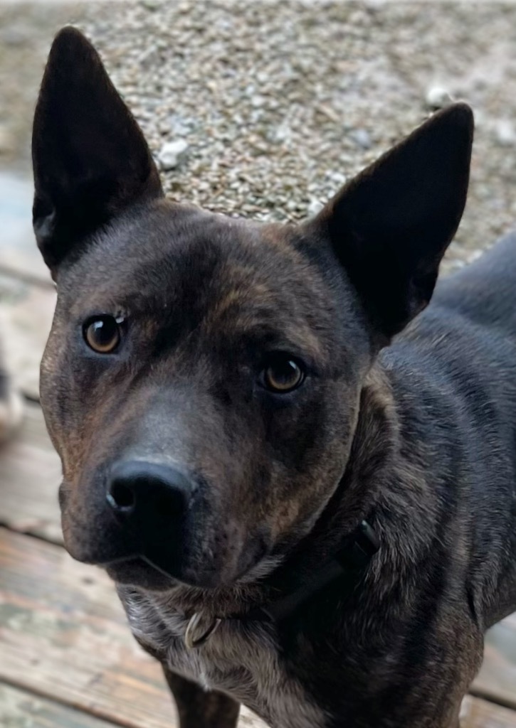 Rocket Man, an adoptable Feist, German Shepherd Dog in Crossville, TN, 38557 | Photo Image 1