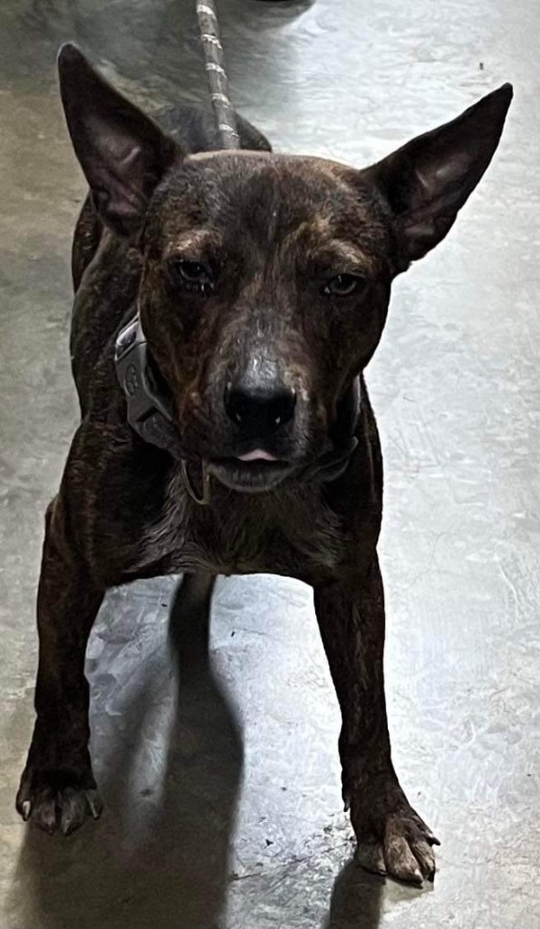 Rocket Man, an adoptable Feist, German Shepherd Dog in Crossville, TN, 38557 | Photo Image 2