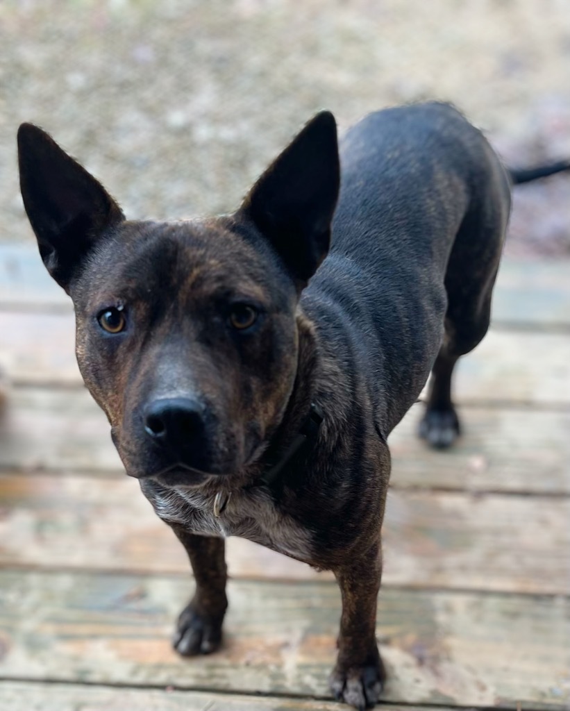 Rocket Man, an adoptable Feist, German Shepherd Dog in Crossville, TN, 38557 | Photo Image 3