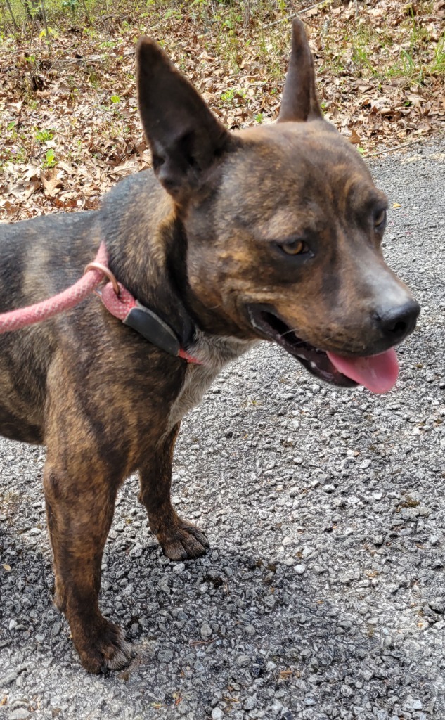 Rocket Man, an adoptable Feist, German Shepherd Dog in Crossville, TN, 38557 | Photo Image 4