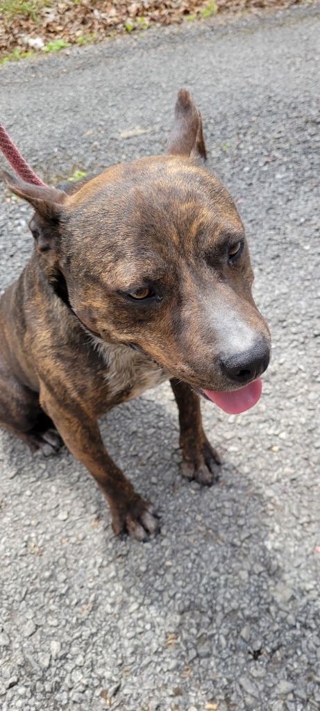 Rocket Man, an adoptable Feist, German Shepherd Dog in Crossville, TN, 38557 | Photo Image 5