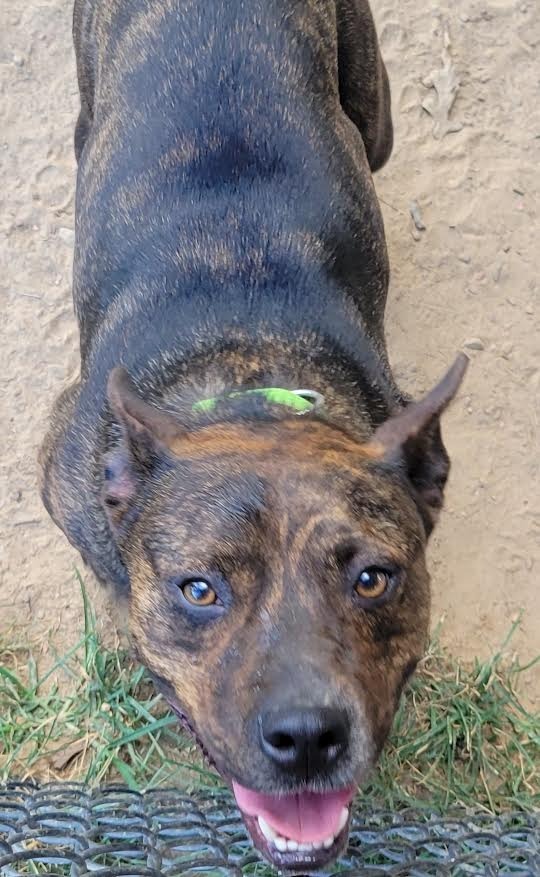 Rocket Man, an adoptable Feist, German Shepherd Dog in Crossville, TN, 38557 | Photo Image 6
