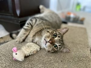 Bubba