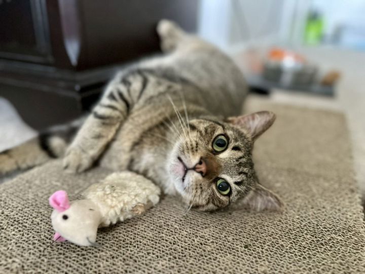 Bubba 1