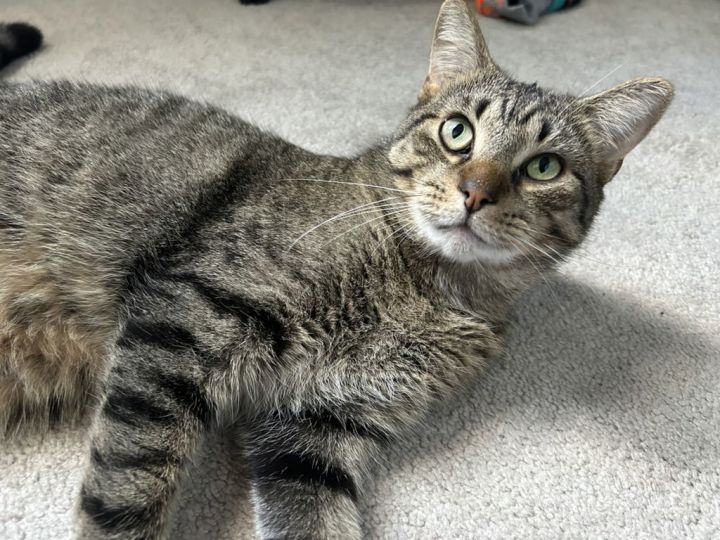 Bubba 3