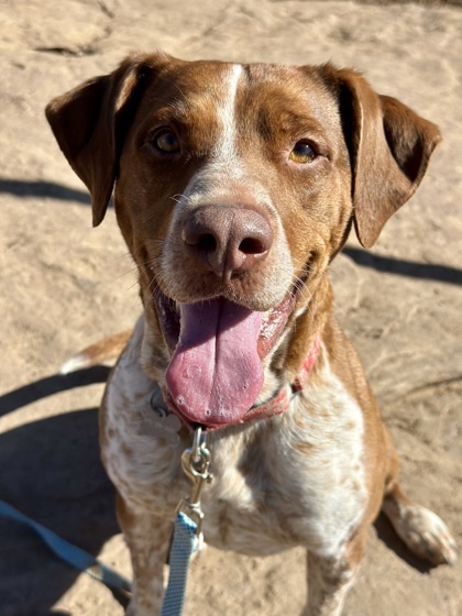 Red, an adoptable Cattle Dog, Pit Bull Terrier in Durango, CO, 81301 | Photo Image 1