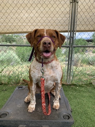 Red, an adoptable Cattle Dog, Pit Bull Terrier in Durango, CO, 81301 | Photo Image 2
