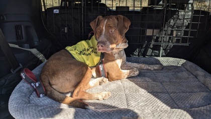 Red, an adoptable Cattle Dog, Pit Bull Terrier in Durango, CO, 81301 | Photo Image 3