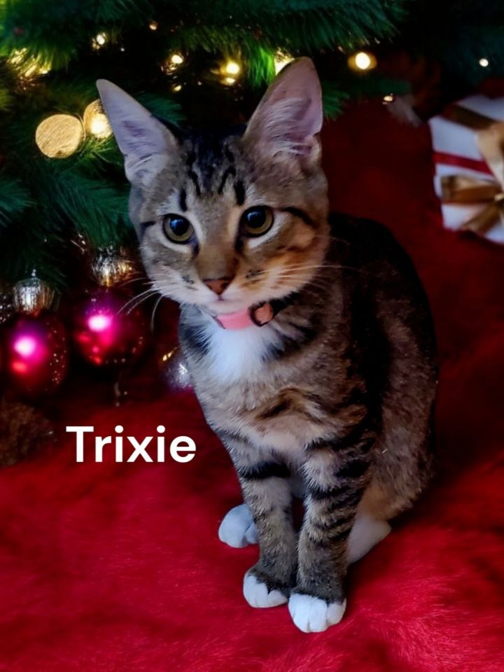 Trixie 2