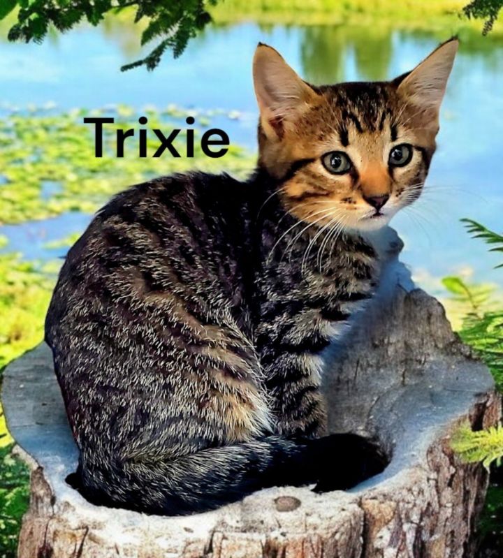 Trixie 3
