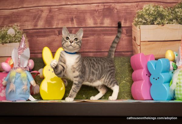 Mittens 1
