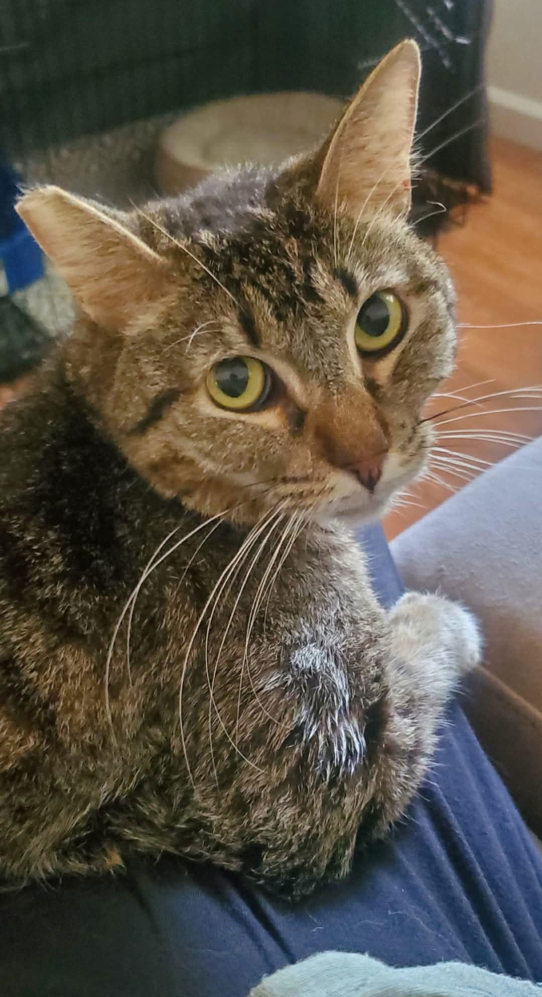 Benjamin ( Napa Petco) MC)