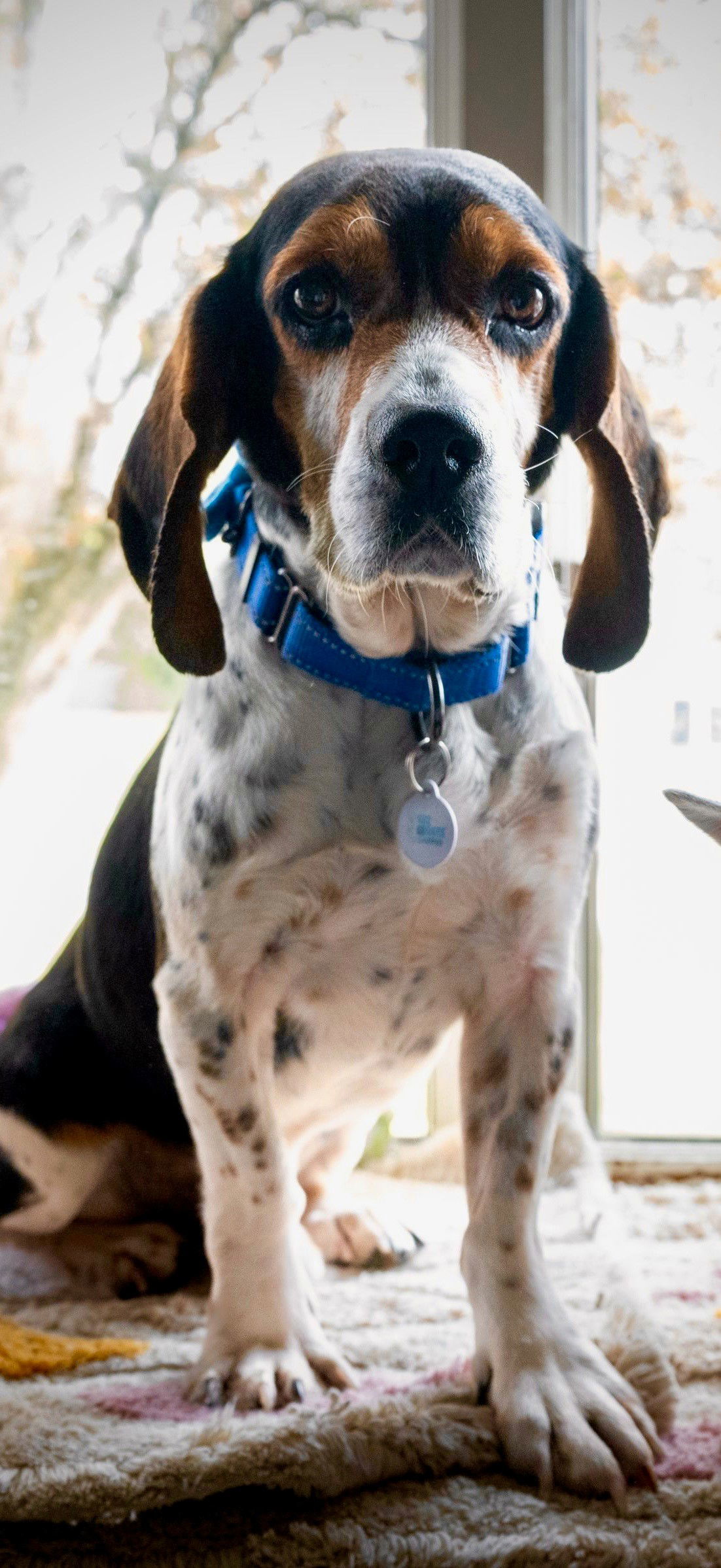 Bubba