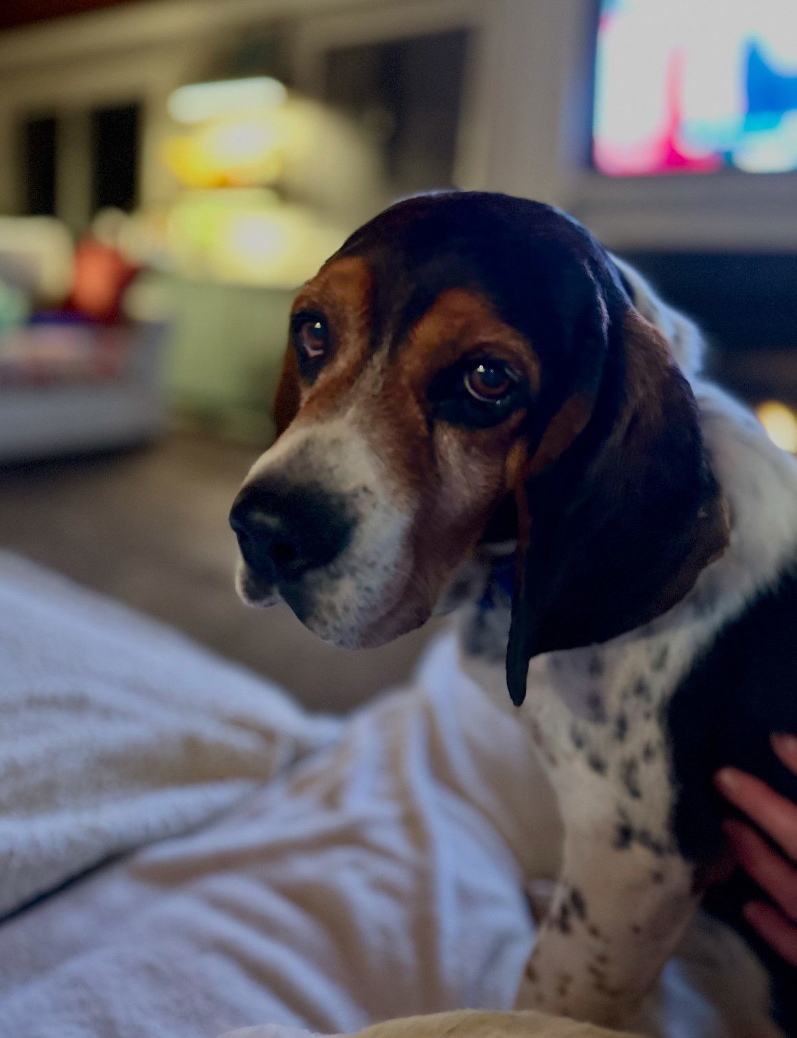 Bubba