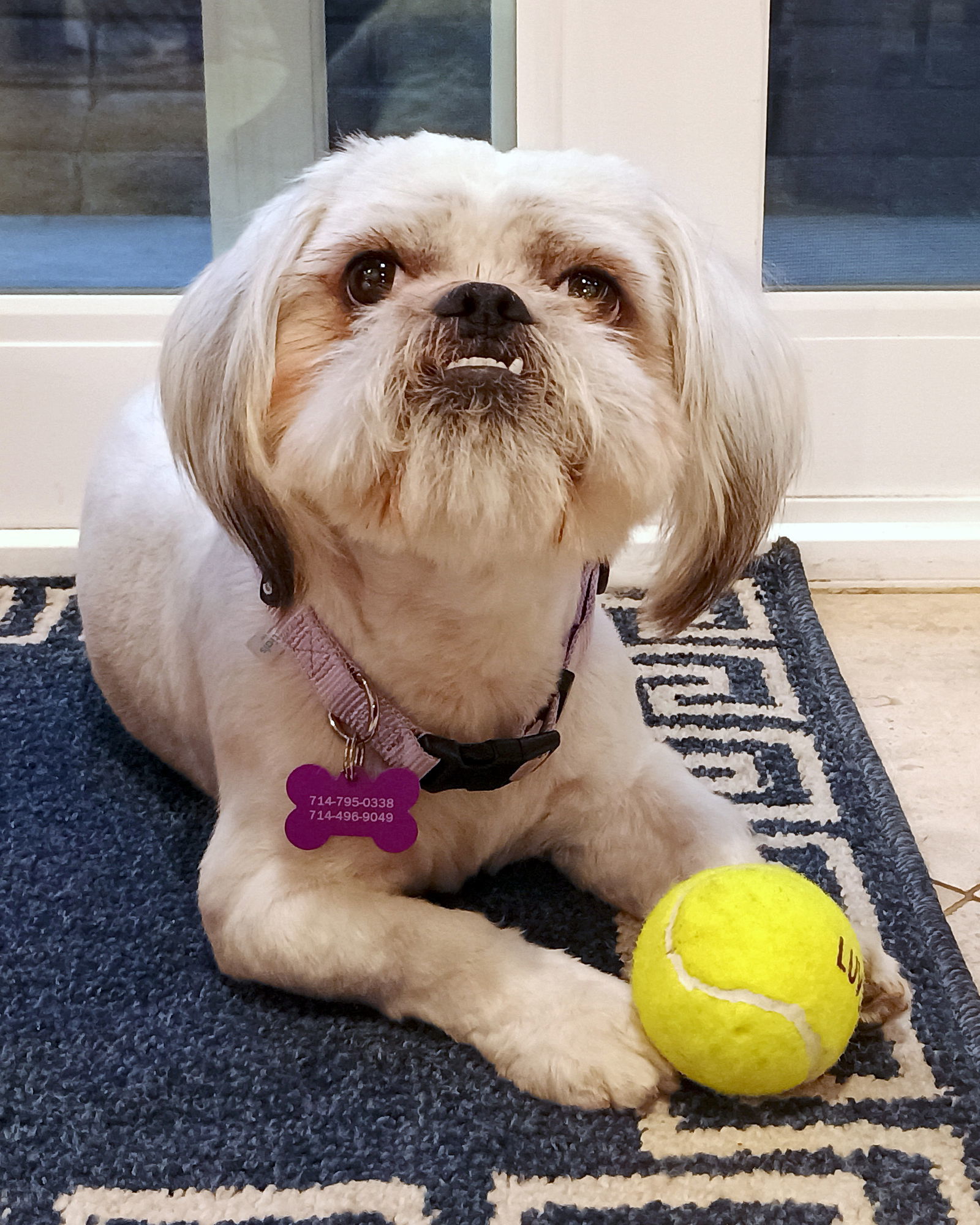 Chewie, an adoptable Pekingese in Corona, CA, 92883 | Photo Image 1