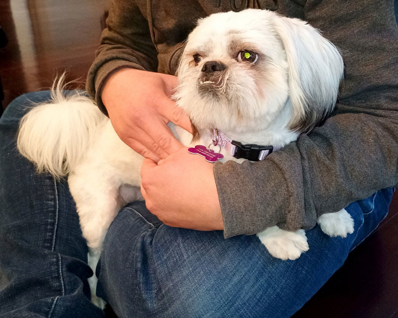 Chewie, an adoptable Pekingese in Corona, CA, 92883 | Photo Image 2