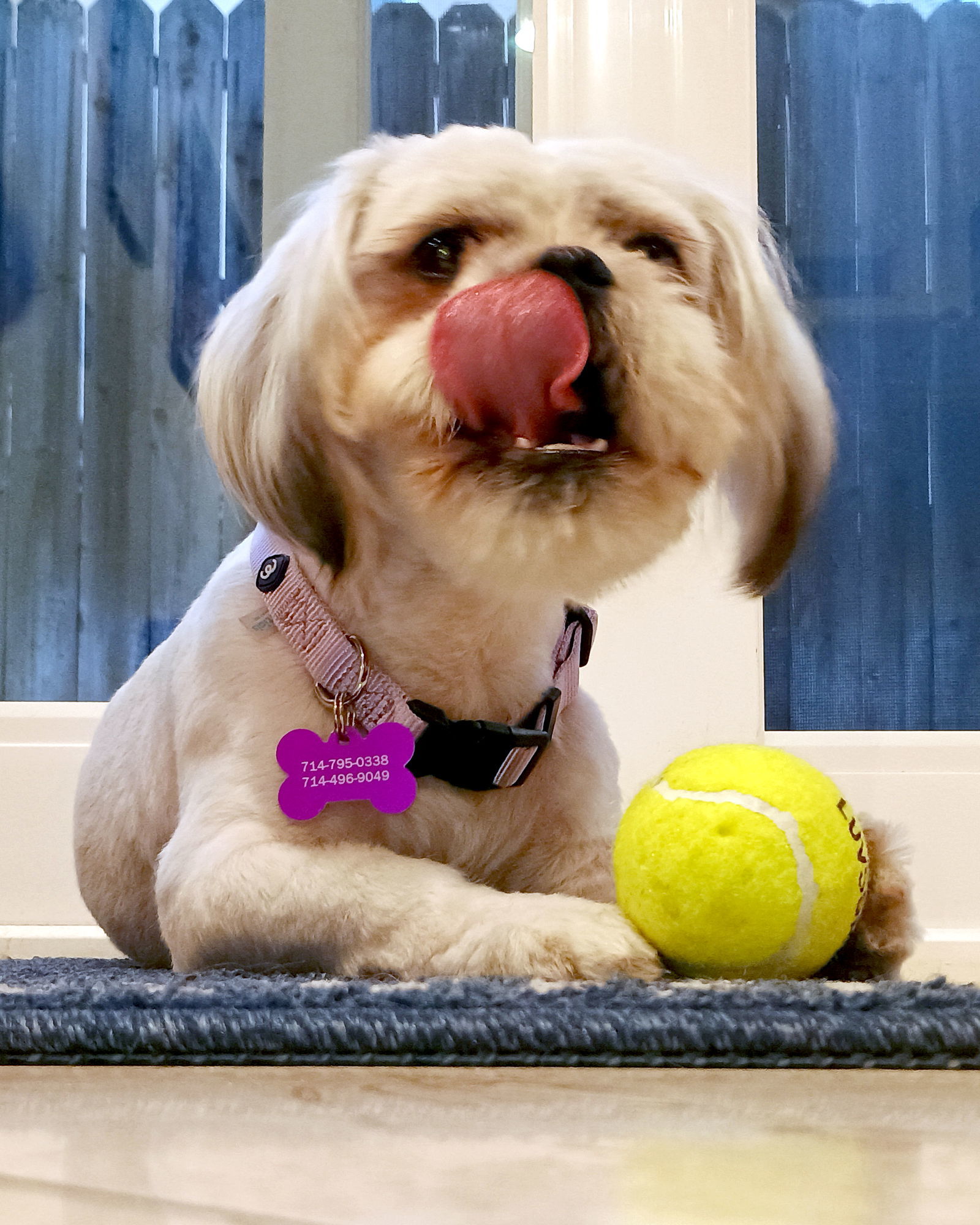 Chewie, an adoptable Pekingese in Corona, CA, 92883 | Photo Image 3