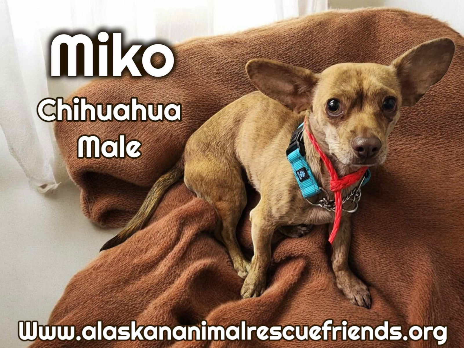 Miko, an adoptable Corgi, Chihuahua in Anchorage, AK, 99503 | Photo Image 1