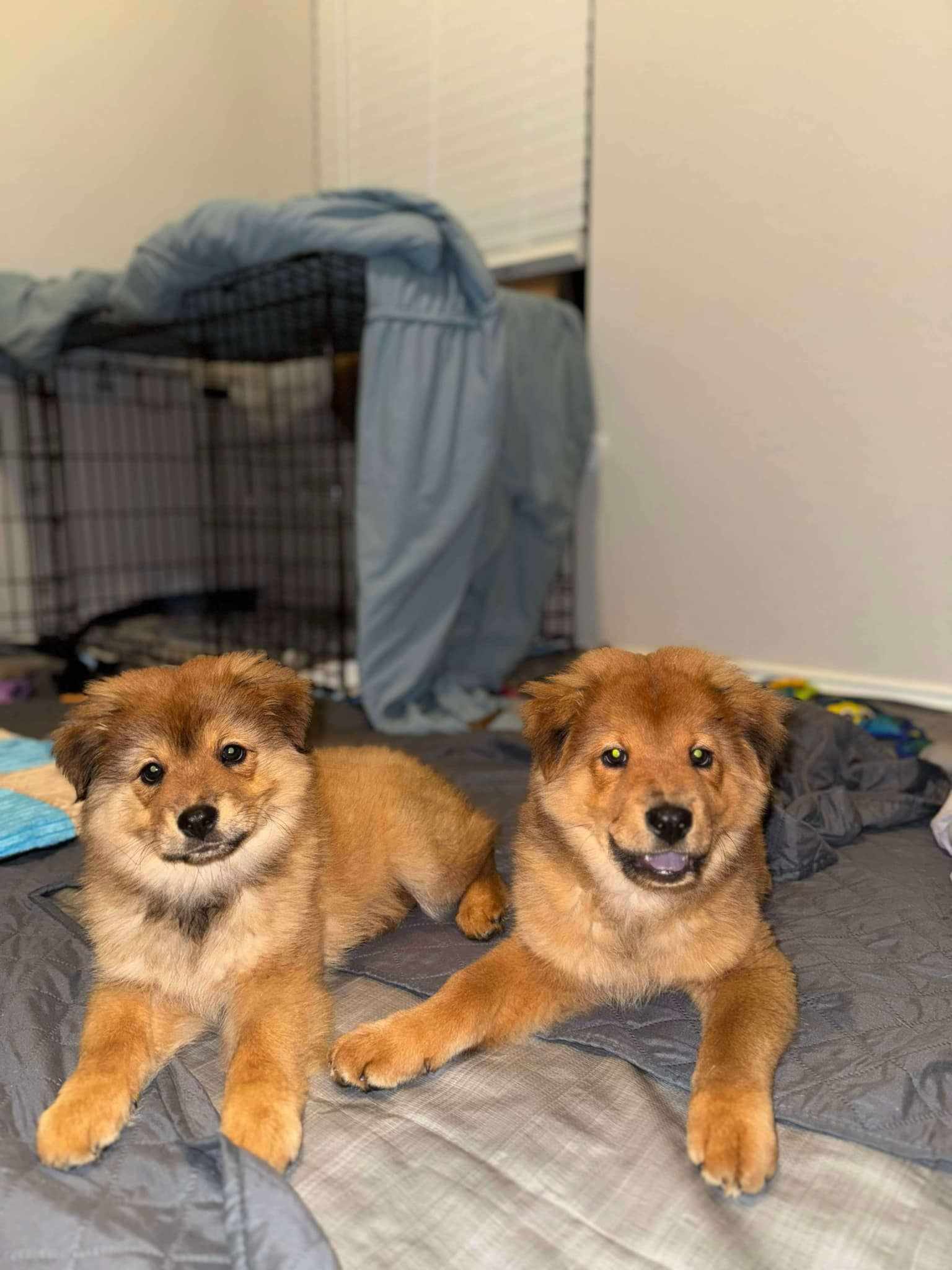 Zara *Arriving 1/25*, an adoptable Chow Chow, Spitz in Princeton, MN, 55371 | Photo Image 2