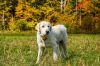 Roscoe-sweet boy photo 1