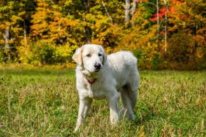 Roscoe-sweet boy, Adult Male Great Pyrenees
