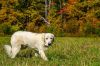 Roscoe-sweet boy photo 2