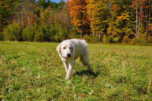 Roscoe-sweet boy
