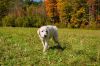Roscoe-sweet boy photo 3