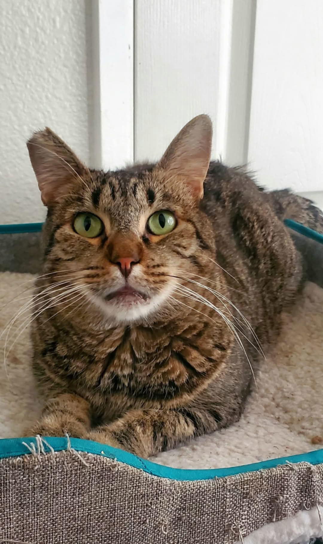 Benjamin ( Napa Petco) MC)