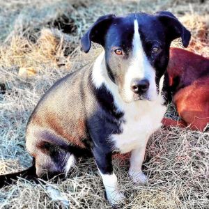 Bobbie Jo, Adult Female Labrador Retriever