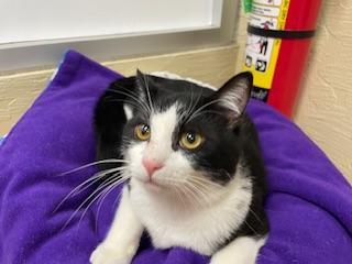 Joel, an adoptable Domestic Short Hair in Parlier, CA, 93648 | Photo Image 1