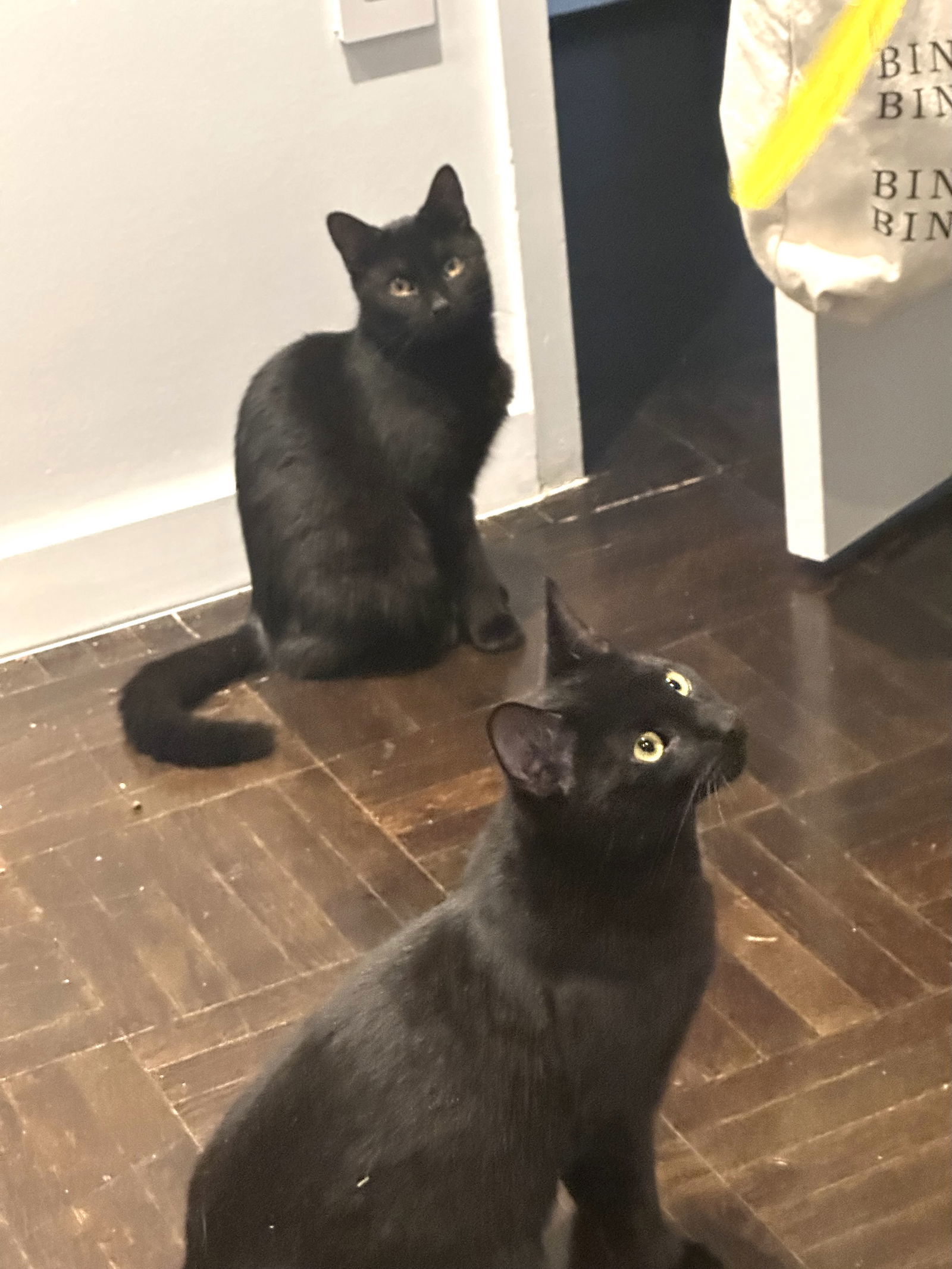 Quake and Black Panther