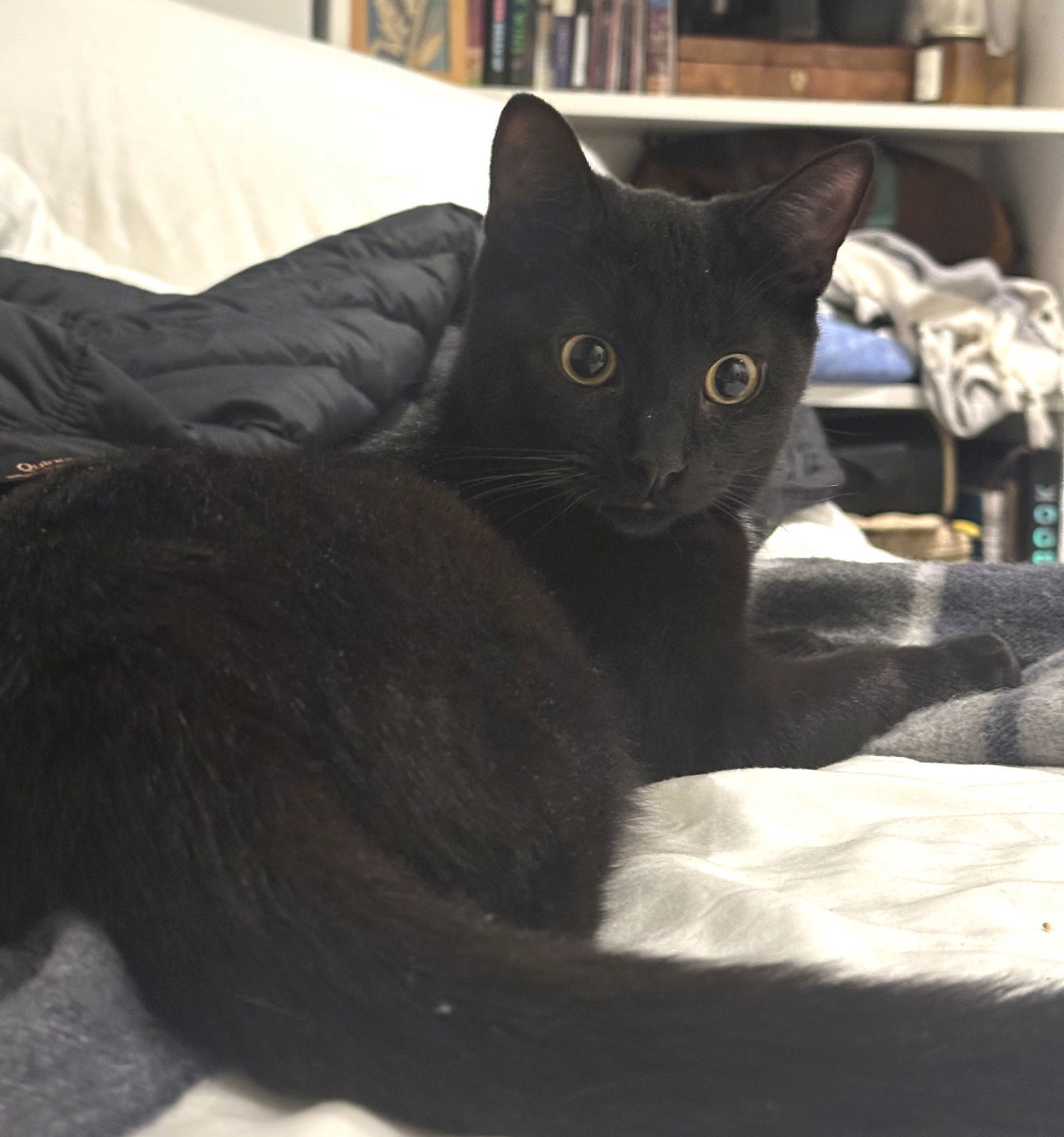 Black Panther