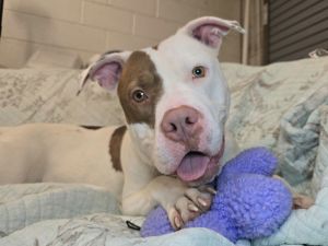 Vincent, Adult Male Pit Bull Terrier