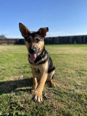 German Shepherd mix male puppyMeet Ryatt a stray from Tranquility CA He was dumped about a month